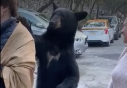 A bear approaches a woman to stroke her hair