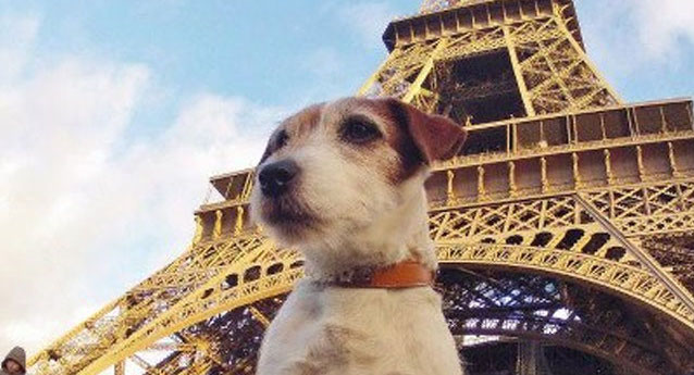 The French government will grant cats and dogs the rights of a living being