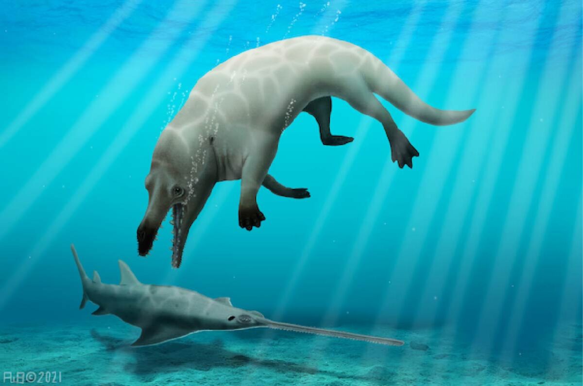 Descubren una ballena de 4 patas que vivía en Egipto hace 43 millones de años