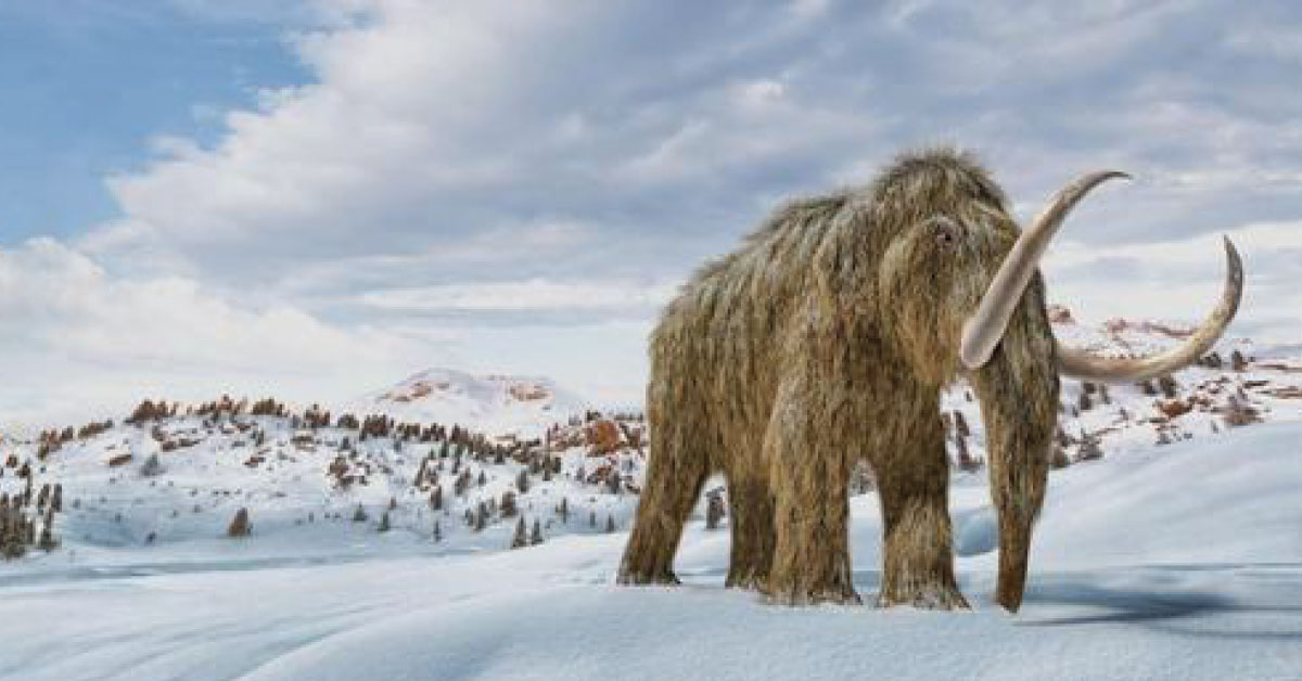 La ciencia está lista para resucitar al mamut; las empresas piensan ya en patentar la especie
