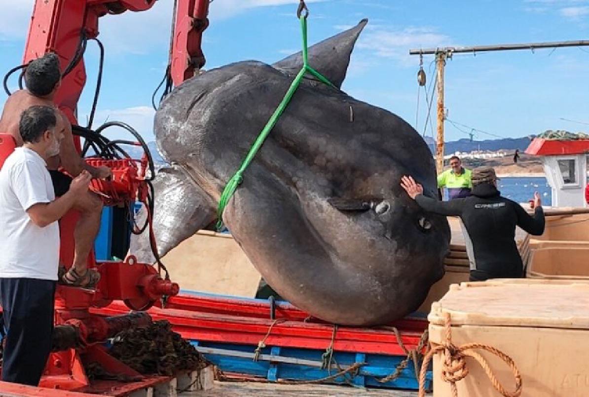Encuentran un pez luna gigante de 3 metros y 1,5 toneladas en España